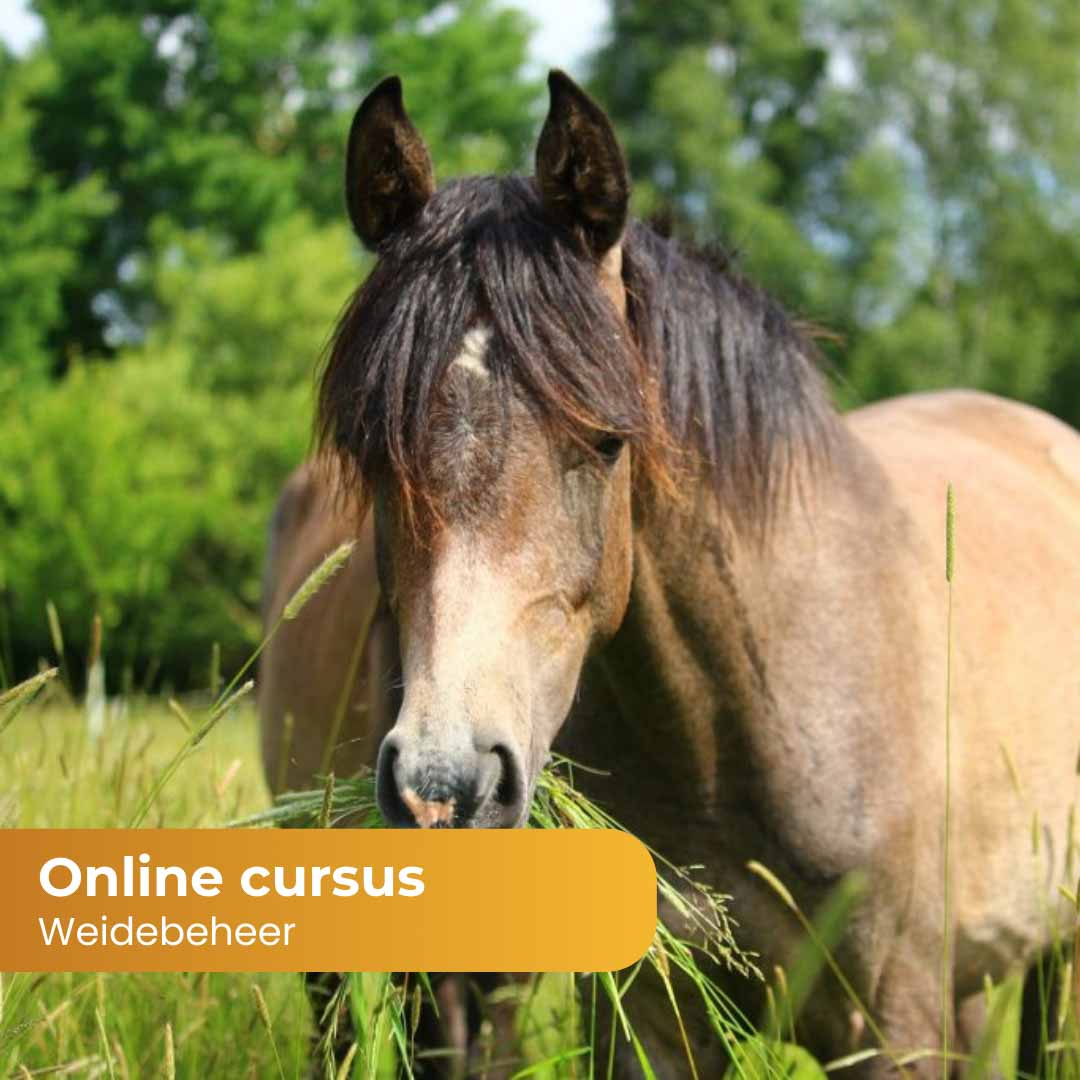 Cursus Online weidebeheer door Paardinclusief
